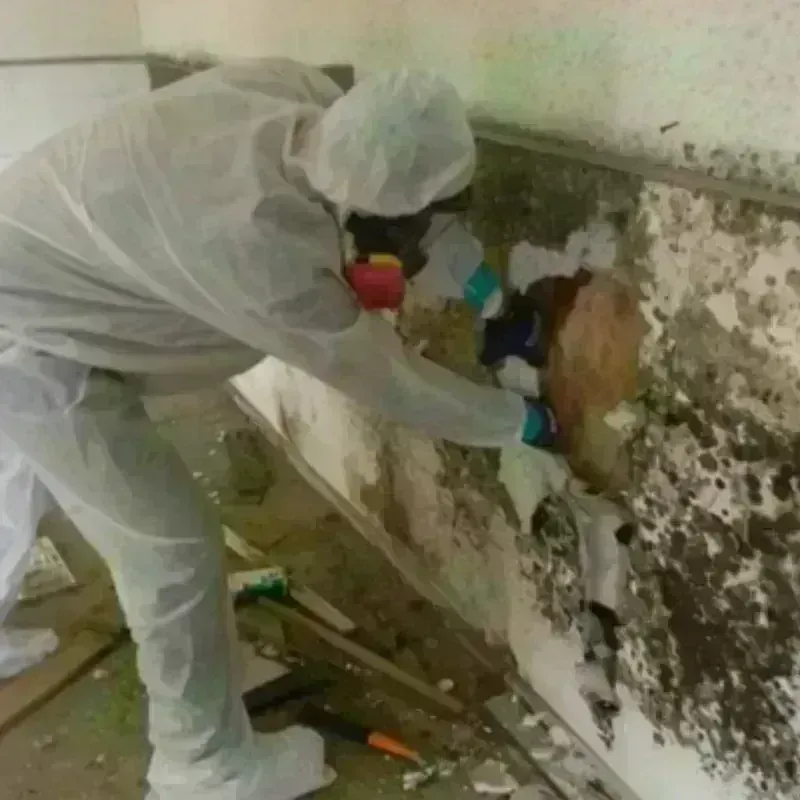 Mold Remediation and Removal in Clark County, NV